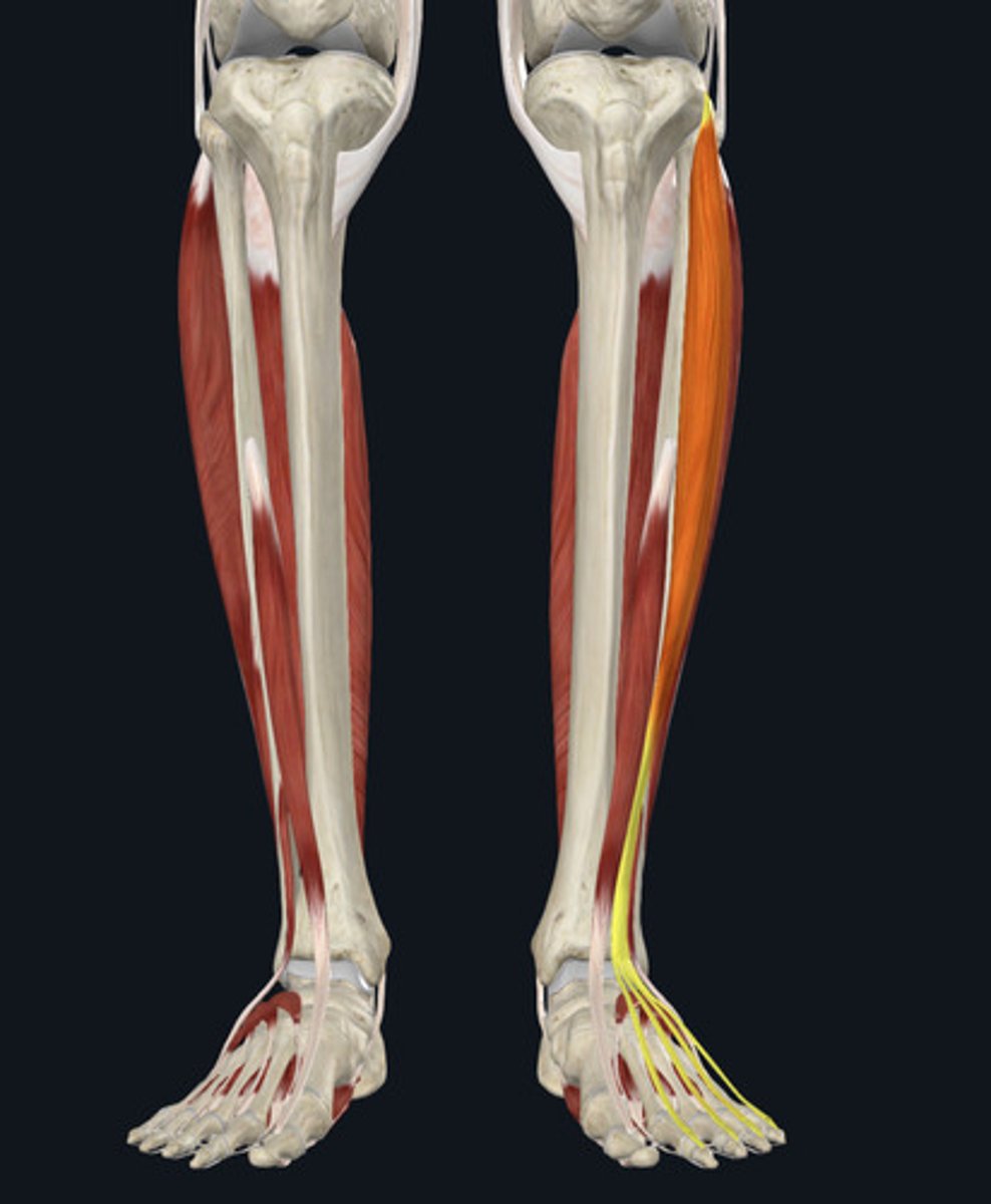 <ul><li><p><u>Origin:</u>&nbsp;<strong>Tibia </strong>&amp; fibula</p></li><li><p><u>Insertion:</u>&nbsp;<strong>Digits</strong>, toes</p></li><li><p><u>Action:</u>&nbsp;Toe (digit) extension</p></li></ul><p></p>