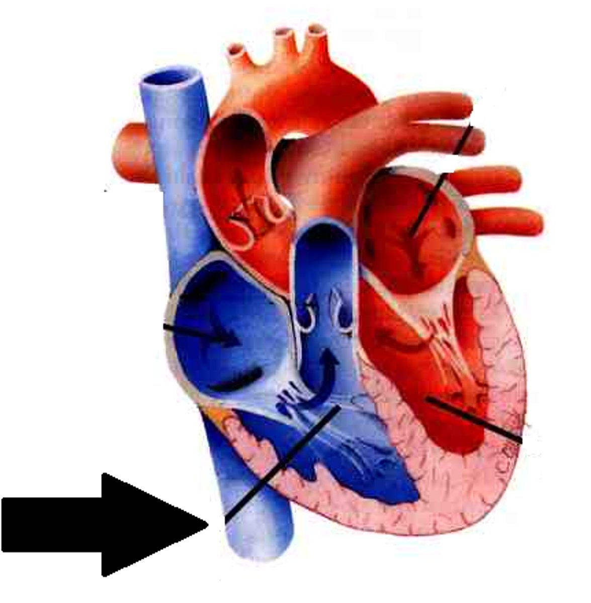 <p>A vein that is the largest vein in the human body and returns blood to the right atrium of the heart from bodily parts below the diaphragm.</p>