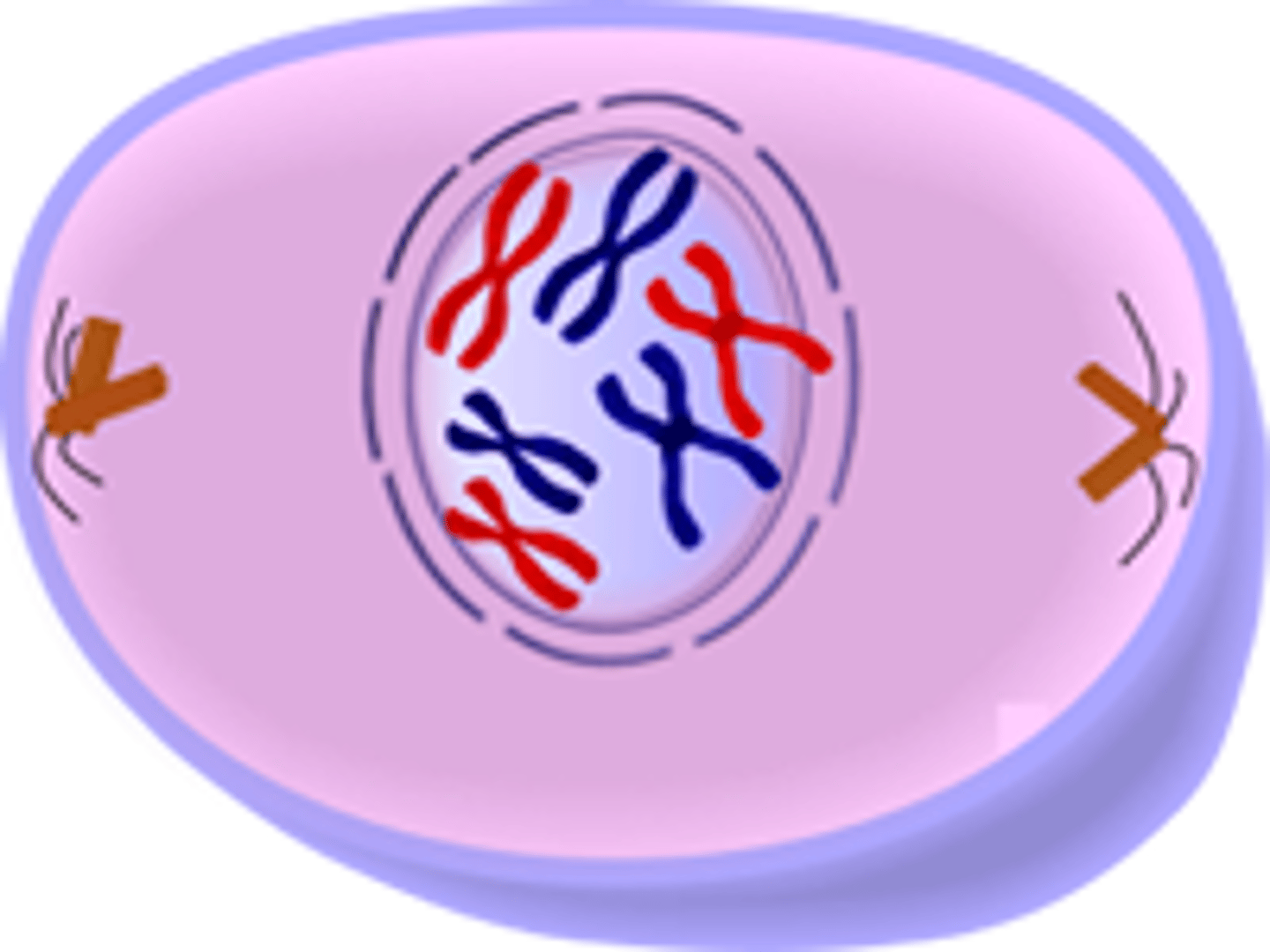 <p>Chromatin condenses to form chromosomes, and the nuclear membrane dissolves. Spindle fibers form between the centrioles.</p>