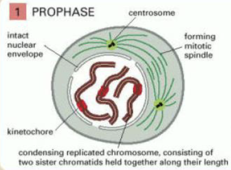 <p>prophase</p>