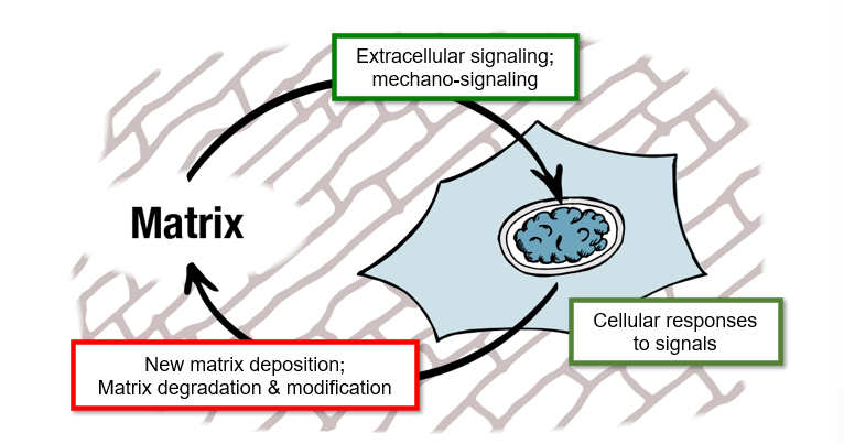 <ul><li><p>extracellular signalling - mechano signalling</p></li><li><p>cellular responses to signals</p></li><li><p>new matrix deposition; matrix degradation and modification </p></li></ul><p></p>