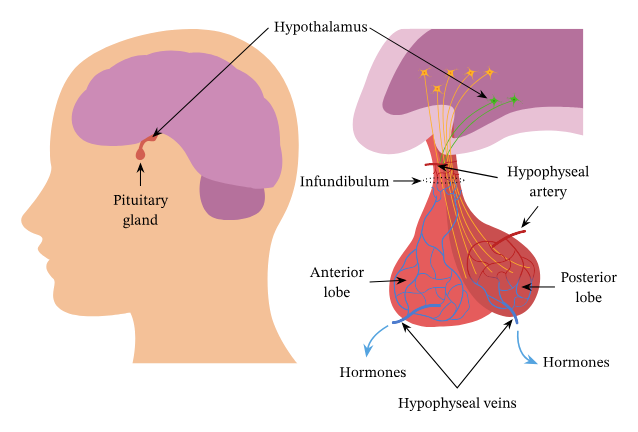 <p><span>the front part of the pituitary gland</span></p>