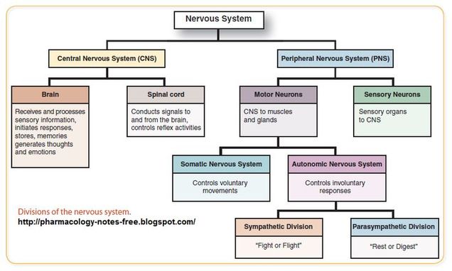 <p><strong>sensory organs to CNS</strong></p><p>conducts impulses of the body into the CNS (carries signals from receptors to CNS)</p><ul><li><p>considered the “input” region</p></li></ul><p></p>