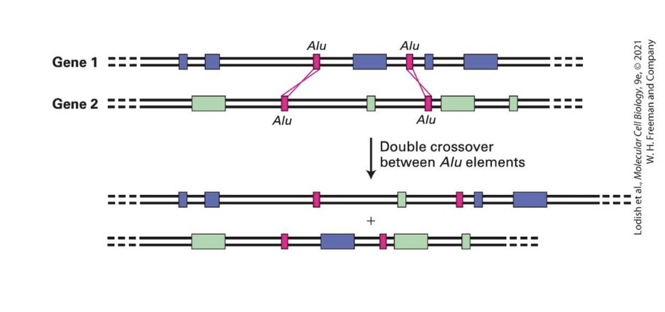 <ul><li><p>Recombination between repeated elements can shuffle exons and produce new genes with new combination of existing exons</p></li><li><p>helpful because can do recombination with non-homologous chromosomes </p></li></ul><p></p><p></p>