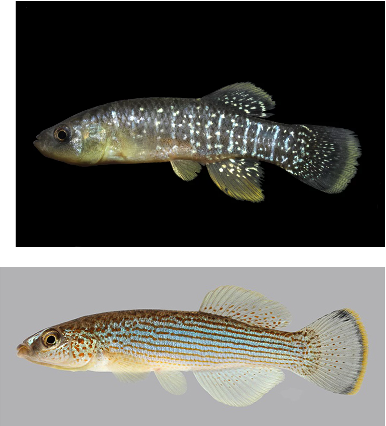 <ul><li><p><em><u>Order</u></em>: Cyprinodontiformes</p></li><li><p><em><u>Family</u></em>: Fundulidae</p></li><li><p><strong>black suborbital mark absent; anal fin unmodified</strong></p></li><li><p><strong>they smile at you</strong></p></li></ul><p></p>