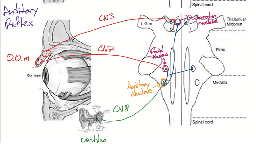 <p>Starts at cochlea, takes CN8 to go to auditory nucleus, inter-neurons to go to facial nucleus and oculomotor nucleus, takes CN7 and 3 to go to O.O. muscle</p>