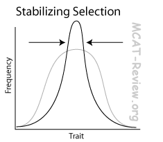 <p>what is stabilising selection?</p>
