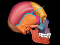 <p>Between parietal and temporal bones</p>