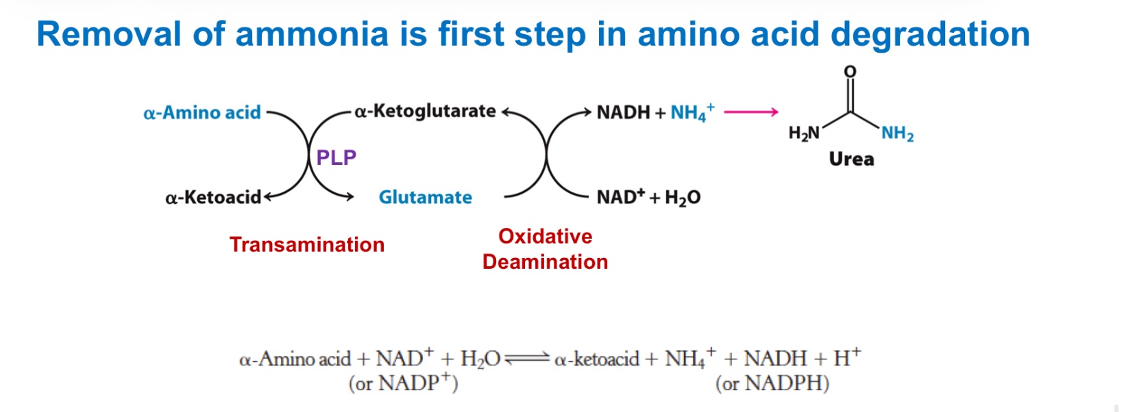 <p>How amino groups are collected: transamination</p><ul><li><p>The −NH₂ on most amino acids is moved to α-ketoglutarate → _; the original amino acid becomes its α-keto acid (its carbon skeleton).</p></li><li><p>Enzyme/cofactor: aminotransferases (a.k.a. transaminases) use _, which forms a Schiff base with the amino acid and stabilizes carbanion intermediates (acts as an “electron sink”). generally reversible</p></li></ul><p>This funnels many different amino-nitrogens into a single pool (glutamate), which is then processed to release ammonia or to carry nitrogen between tissues.</p><p></p>