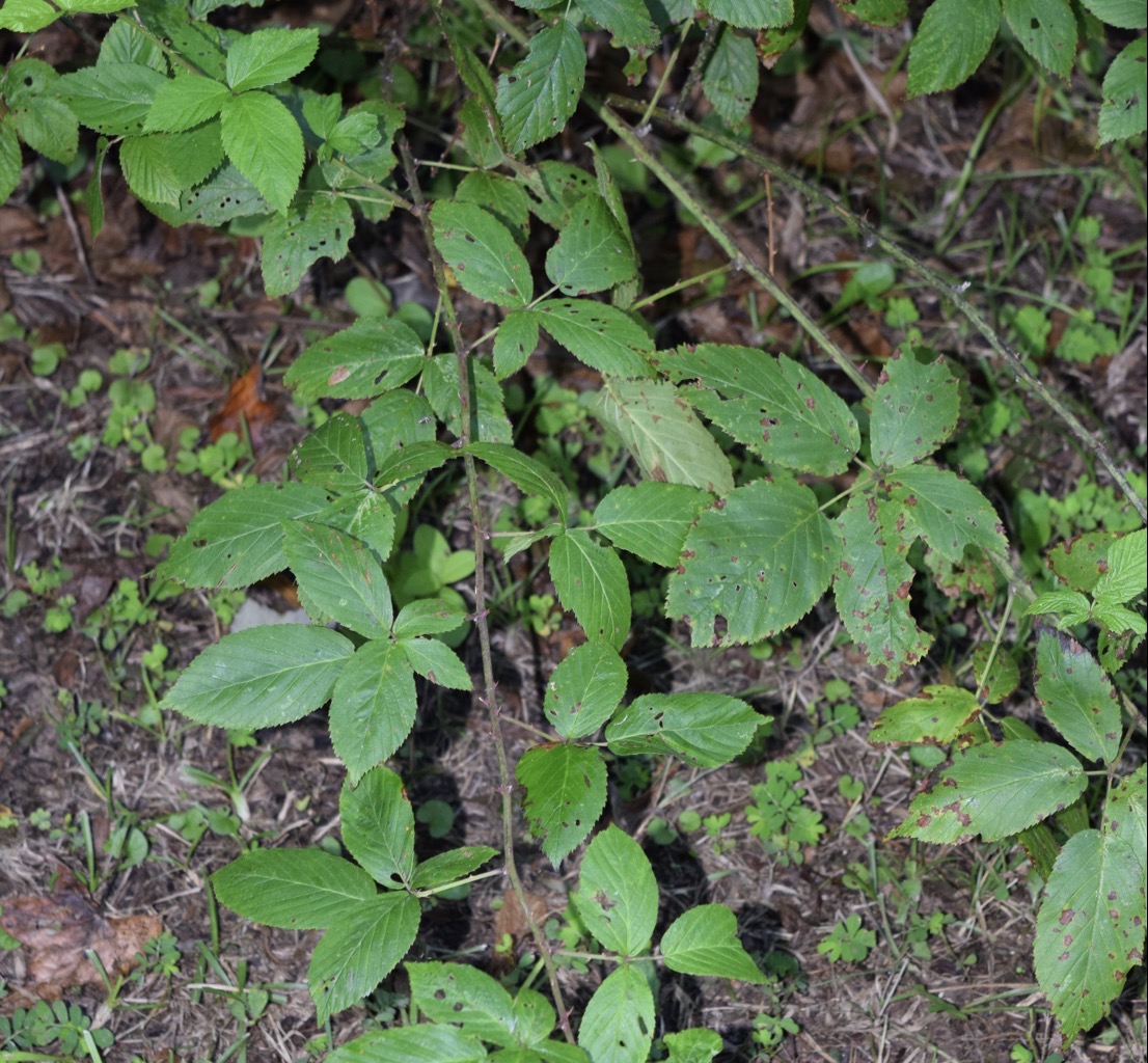 <p>blackberry </p>