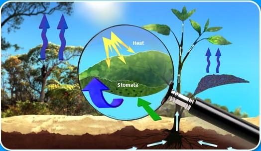 Evapotranspiration