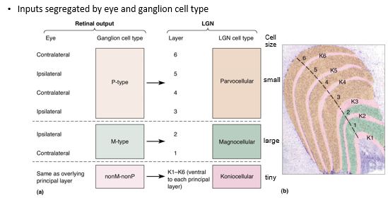 <ul><li><p><strong>Magnocellular LGN cells </strong>→ <em>large </em>center surround receptive fields with <em>transient response</em></p></li><li><p><strong>Parvocellular LGN cells </strong>→ <em>small </em>center-surround receptive fields with <em>sustained response</em></p></li></ul>