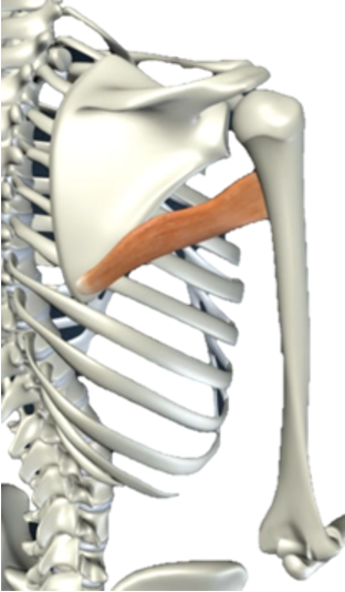 <p>What muscle is this?</p>