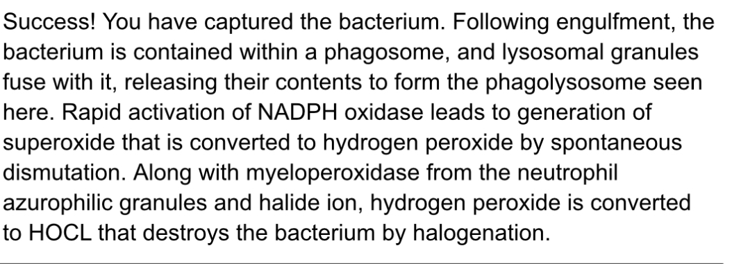 <ol><li><p>Bacteria</p></li></ol>