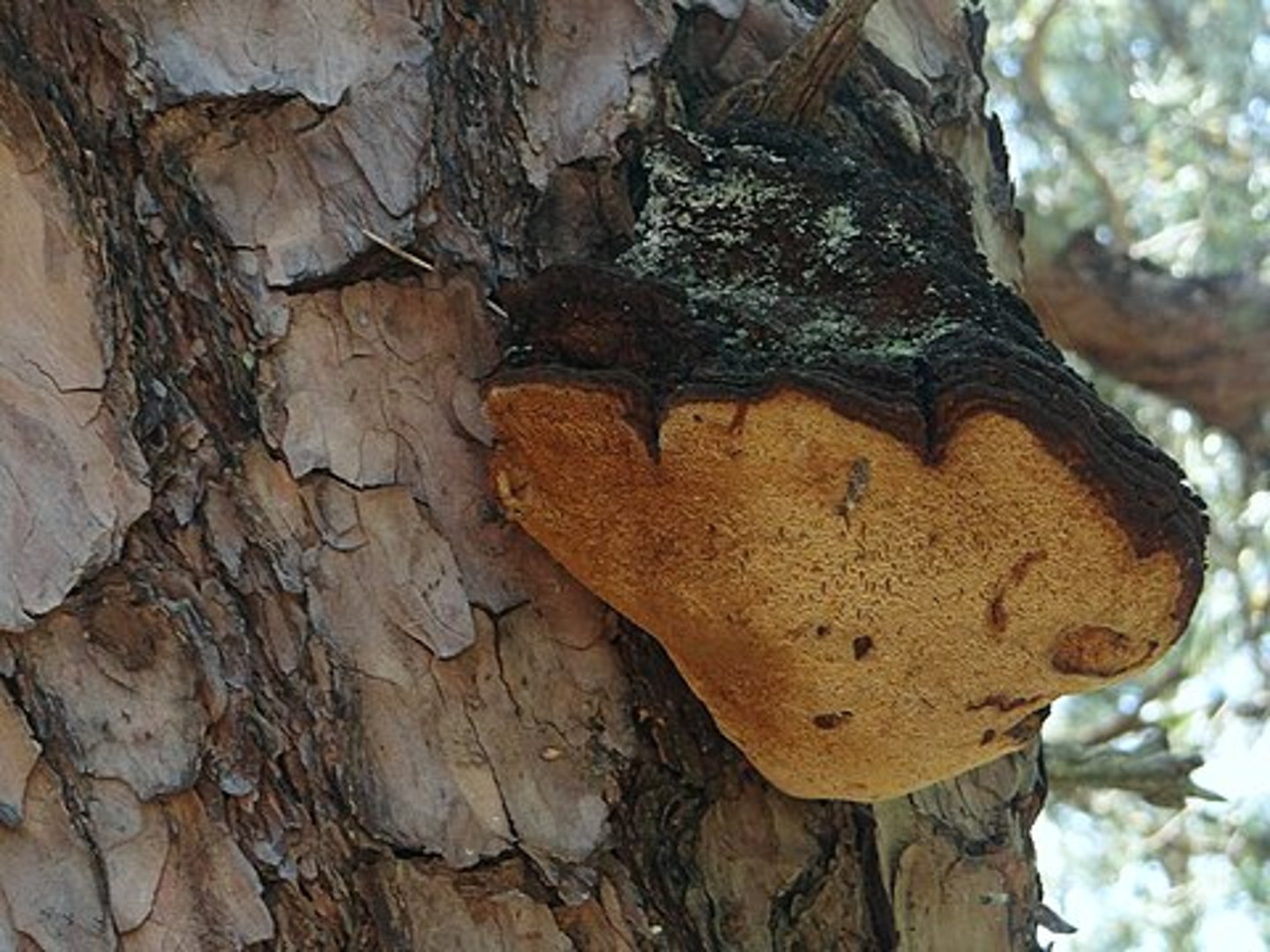 <p>czyrogmatwica sosnowa</p>