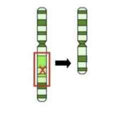 <p><span>This Image shows a Diagram of a _________ Mutation</span></p>