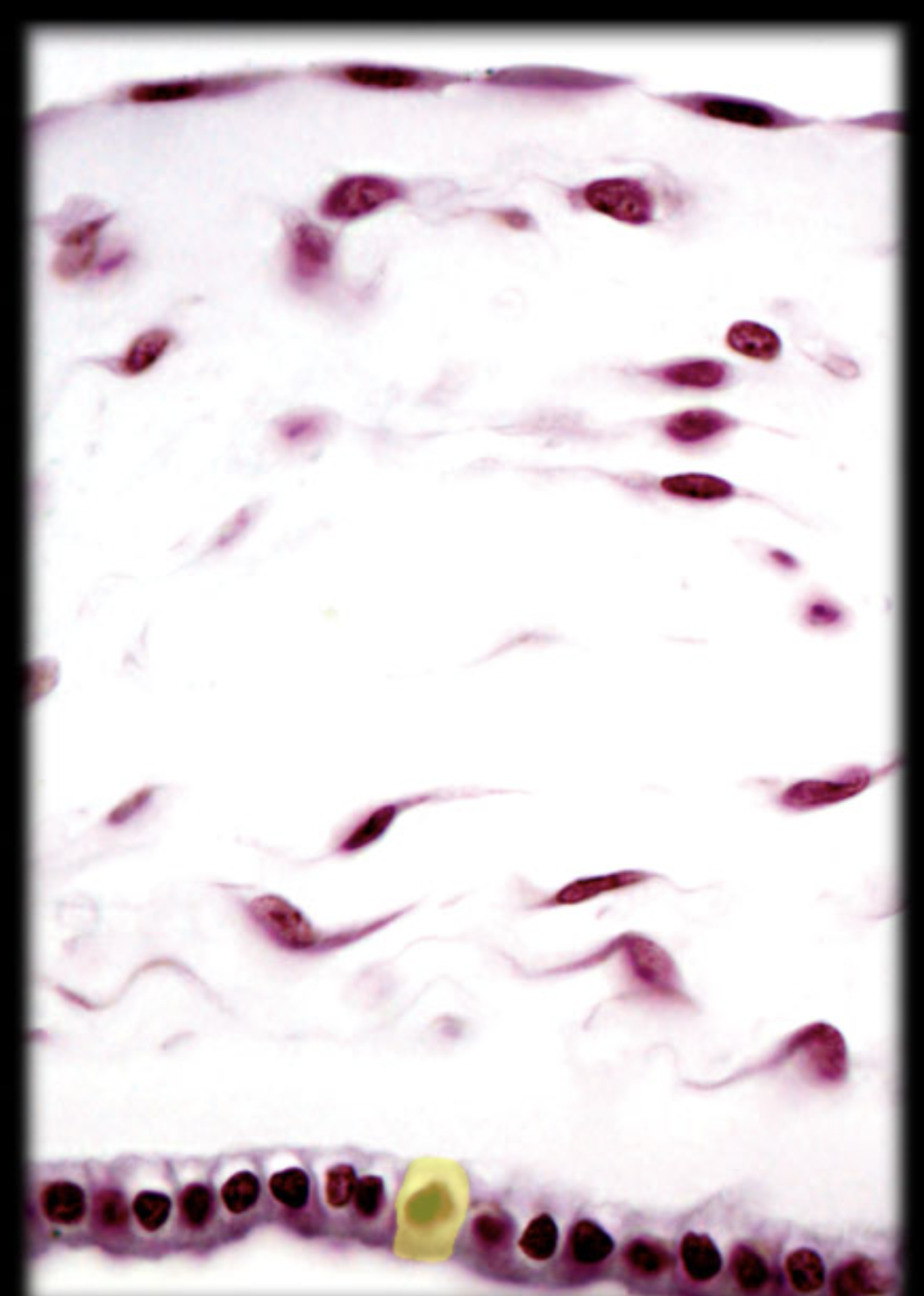 <p>Cuboidal Epithelial Cell</p>