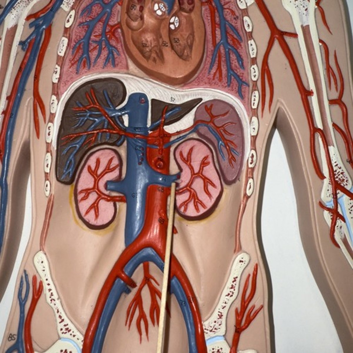 <p>Identify the structure.</p>