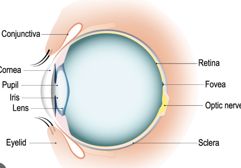 <p>Explain how light gets from outside your eye to your photoreceptors...listing all the structures and fluids it passes through on the way</p>