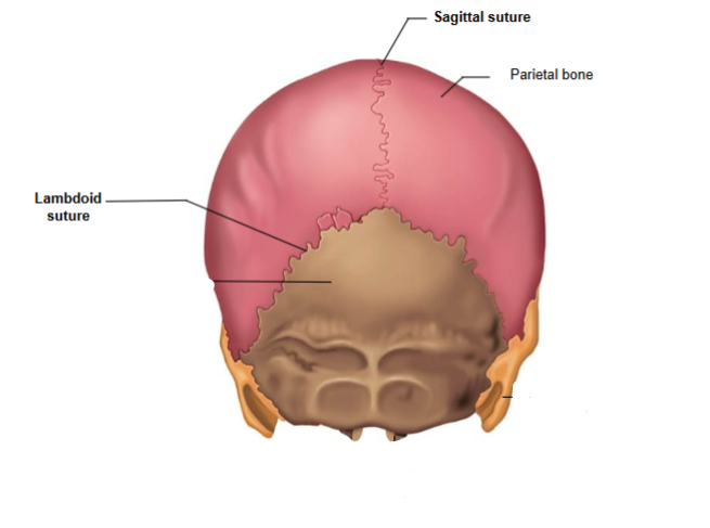 <p>Connects the left and right parietal bones.</p>
