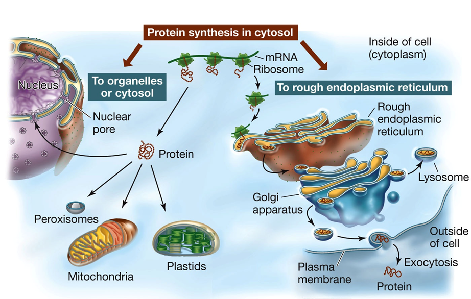 <p>Signal Sequences and Docking Proteins</p><ul><li><p><strong>Binding to Receptor Proteins</strong>:</p><ul><li><p>The conformation of signal sequences allows them to bind to specific receptor proteins, known as docking proteins, on the outer membranes of organelles.</p></li></ul></li><li><p><strong>Channel Formation</strong>:</p><ul><li><p>The receptor forms a channel through which the protein can pass into the organelle.</p></li><li><p>During this process, the protein may be unfolded by chaperonins to assist its passage.</p></li></ul></li></ul><p>Nuclear Localization Signal (NLS)</p><ul><li><p><strong>Directing Polypeptides to the Nucleus</strong>:</p><ul><li><p>A nuclear localization signal (NLS) directs the polypeptide to the nucleus.</p></li><li><p>Experimenters have shown that if the NLS is attached to a protein, the protein will enter the nucleus, even if it is normally found in the cytoplasm.</p></li></ul></li></ul><p>These mechanisms ensure that proteins are correctly targeted to their proper cellular locations, allowing them to function effectively. The ability to experimentally manipulate signal sequences provides insights into protein localization and function.</p>