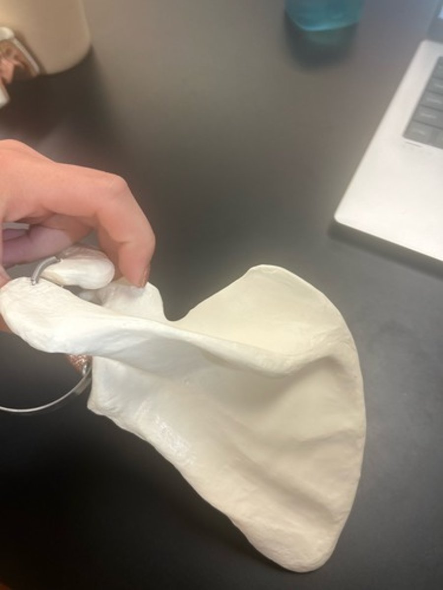 <p>name the bone</p>