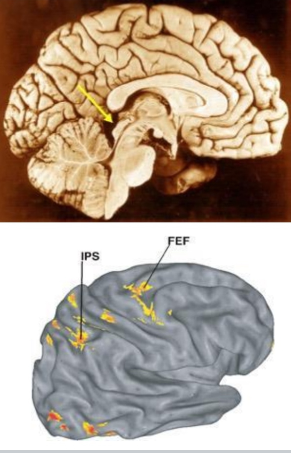 <ul><li><p>Structure in midbrain that plays important role in initiating and guiding eye movements</p></li><li><p>Target for retina</p></li><li><p>Cerebral cortex: Frontal &amp; parietal (etc.) eye fields</p></li><li><p>Vision input → superior colliciulus → controls eye movements</p></li></ul><p></p>