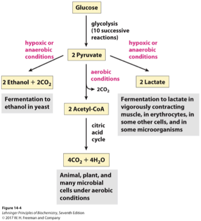 <p>are the various metabolic pathways that pyruvate can follow after glycolysis, including conversion to acetyl-CoA, lactate, or ethanol, depending on the organism and conditions. These fates determine the subsequent energy yield and the type of fermentation or respiration that occurs. </p>