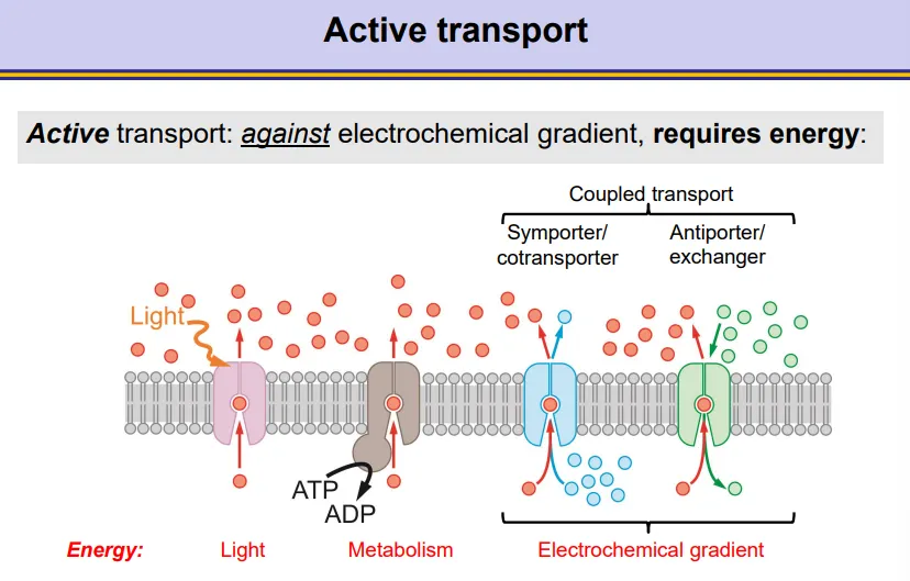 <ul><li><p><strong>light</strong></p></li><li><p><strong>ATP </strong>from metabolism</p></li><li><p>the <strong>electrochemical gradient </strong>of another molecule- coupled transport</p><ul><li><p>symporters/cotransporters move the two molecules in the same direction</p></li><li><p>antiporters/exchangers move the two molecules in opposite directions across the membrane</p></li></ul></li></ul><p></p>