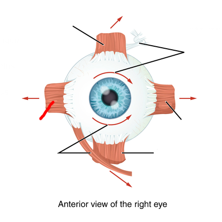 <p><u>Extrinsic muscles</u></p><p>Moves Eye Laterally.</p><p>Cranial nerve VI (6).</p>