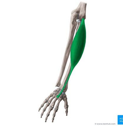 knowt flashcard image