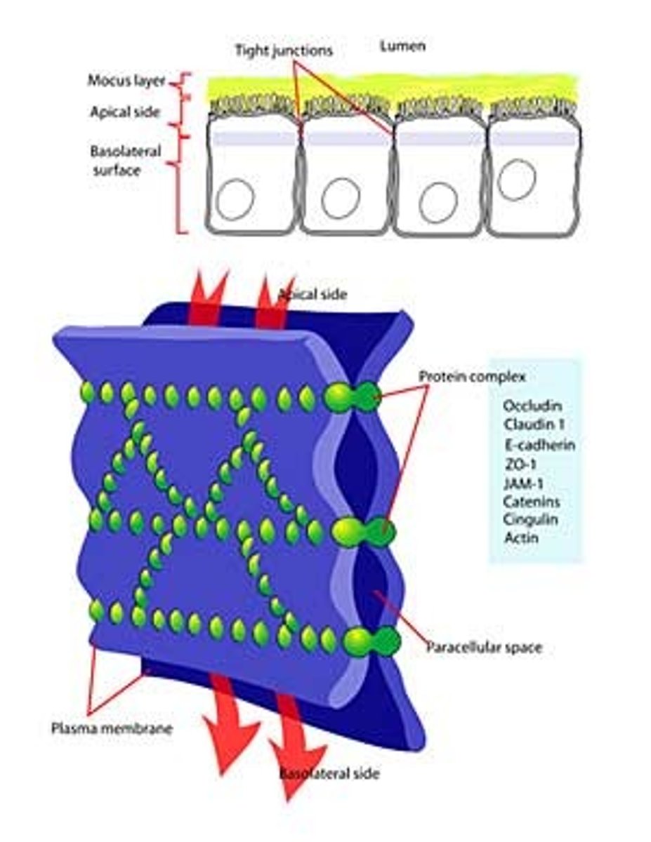 <p>Type of intercellular junction that form a watertight seal from cell to cell that can block water, ions, and other molecules from moving around and past cells; act as a complete fluid barrier; i.e. present in epithelial tissue cells like bladder, intestines and kidney</p>