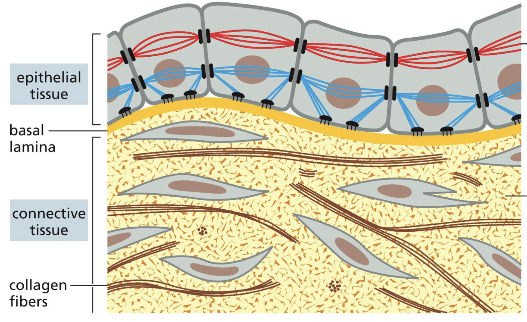 <p>Cells that are dispersed through the extracellular matrix</p>