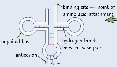 <p>single polynucleotide strand that’s folded to a clover shape, at one end there is a sequence of 3 bases called an anticodon which attaches to mRNA, other end there is a binding site fro an amino acid</p>