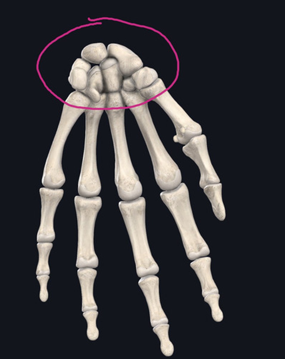 <p>Name this structure</p>
