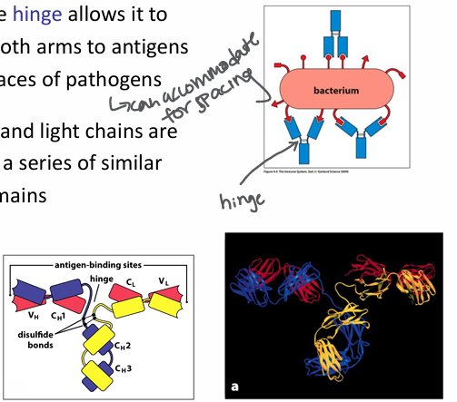 <p>-flexible hinge allows it to bind with both arms to antigens on the surfaces of pathogens</p><p>-heavy and light chains are made from a series of similar protein domains</p>