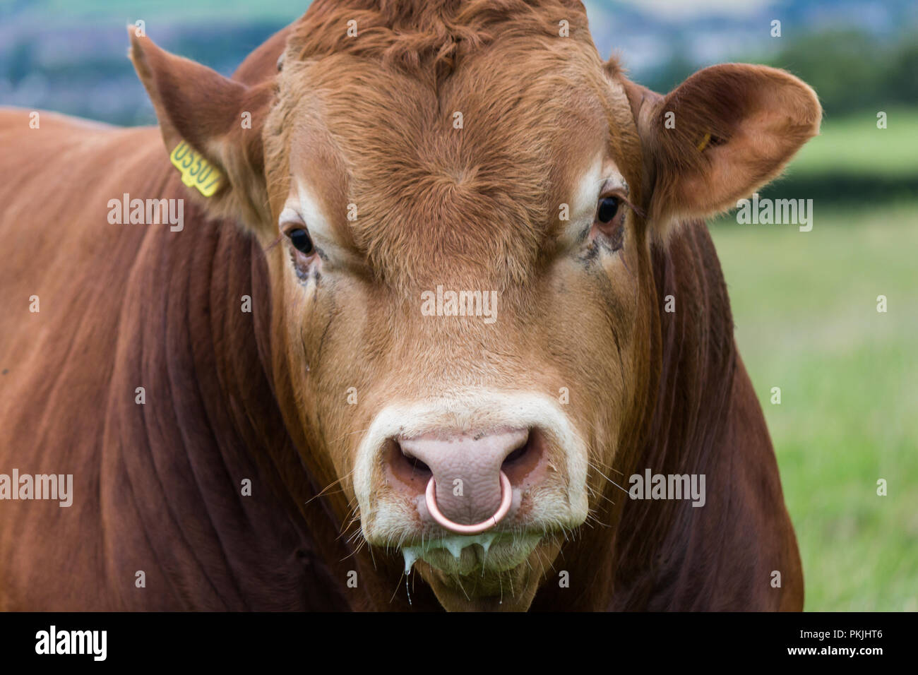 <p>p<strong><u>u</u></strong>ll the b<strong><u>u</u></strong>ll </p><p>:“uuh” </p>