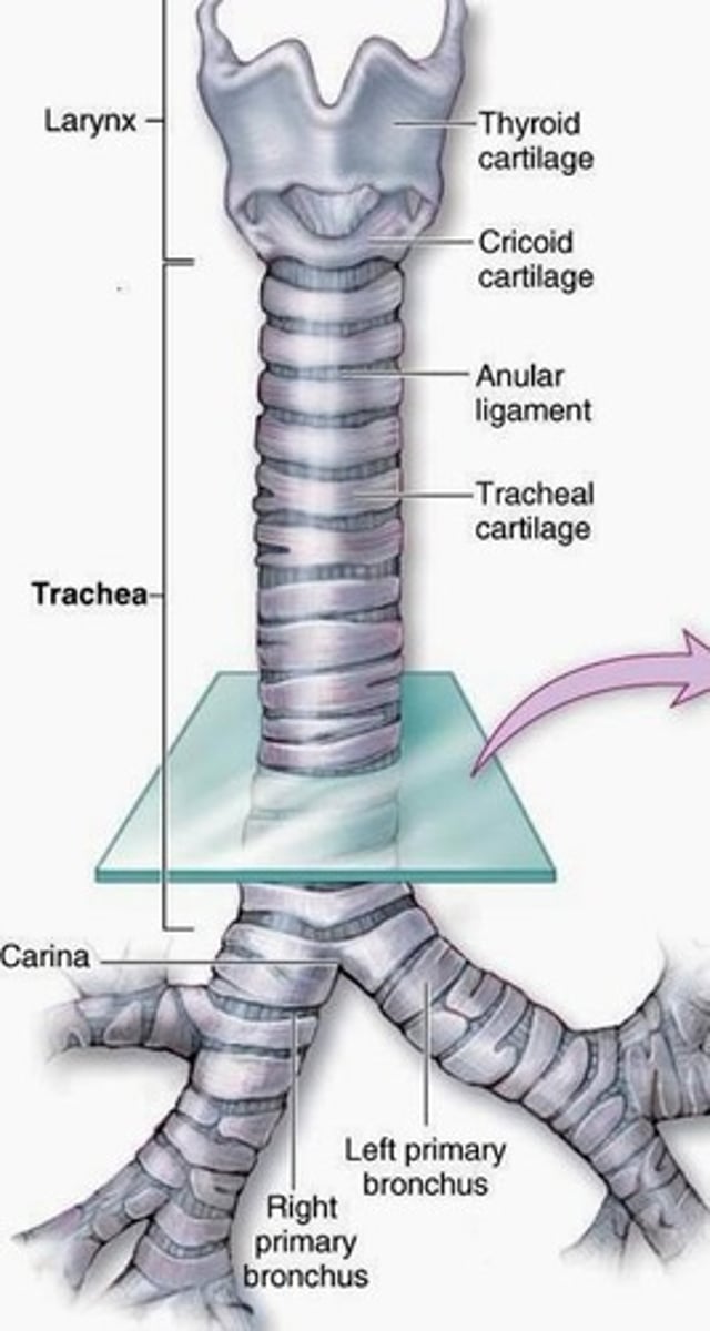 <p>Windpipe; conducts air to bronchi.</p>