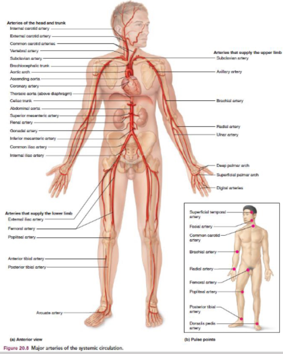 <p>What do arteries and veins carry in systematic circulation?</p>