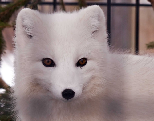 The Control Fox was the one that always
stayed in the cold.