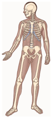 <p>Consists of:</p><ul><li><p>Bones</p></li><li><p>Cartilages</p></li><li><p>Ligaments</p><p></p></li></ul><p>Key Functions</p><ul><li><p>Protection</p></li><li><p>Support</p></li><li><p>Movement</p></li><li><p>Blood cell formation</p></li><li><p>Stores minerals</p></li></ul><p></p>
