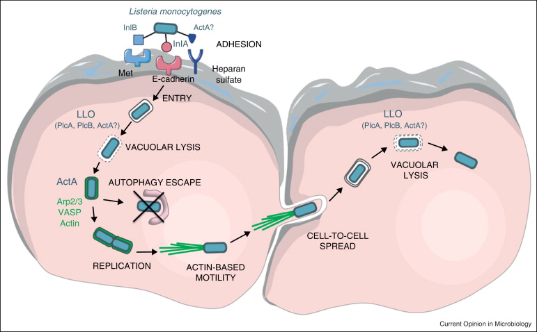 <ul><li><p>ActA</p><ul><li><p>ActA induces host Actin to polymerize around L. monocytogenes and form<u> actin comet tails</u></p></li><li><p>The bacteria then uses this actin to spread from cell-to-cell</p></li></ul></li></ul><p></p>