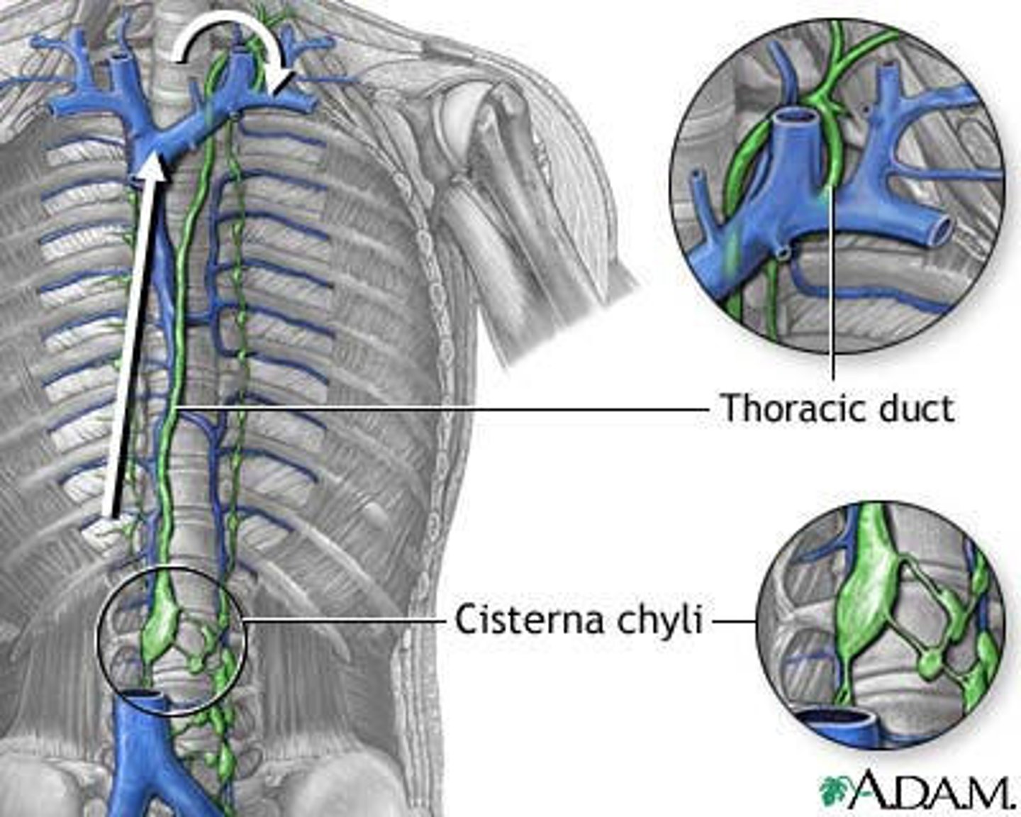 <p>receives lymph from the left side of the head, neck, chest, abdomen, left arm, and lower extremities</p>