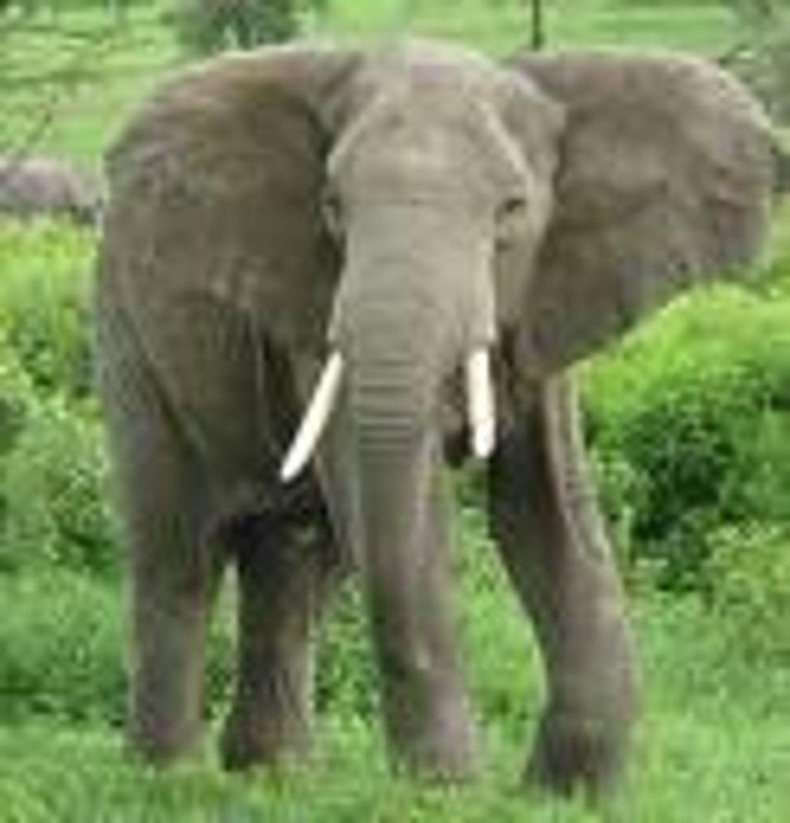 <p>Con voi</p><p>(noun)</p><p>/ˈɛləfənt/</p><p>City kids only see elephants on TV or at the zoo.</p>