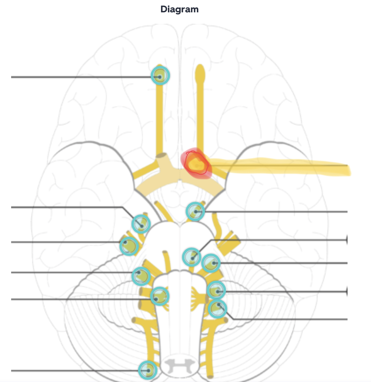 <p>purely sensory; carries impulses for vision</p>