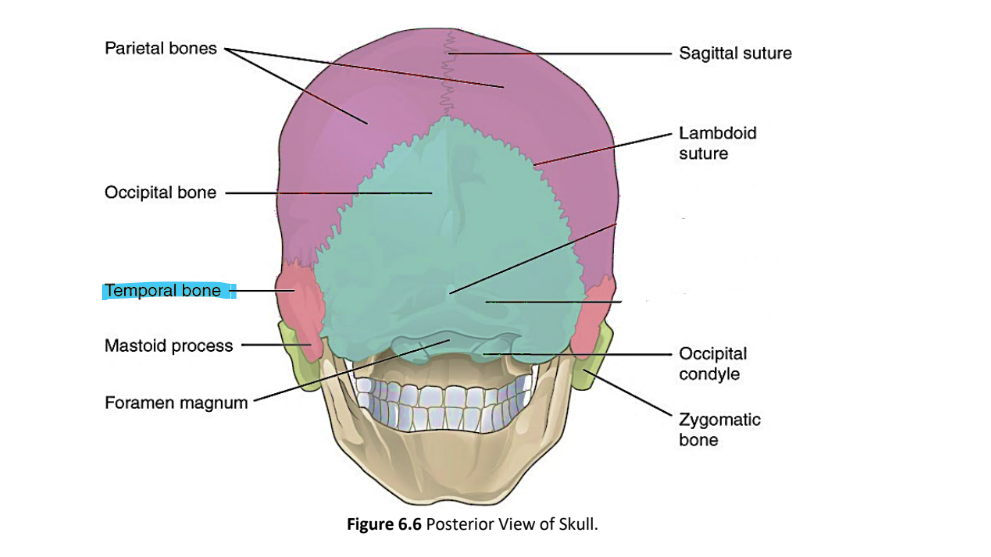 <p>temporal bone</p>