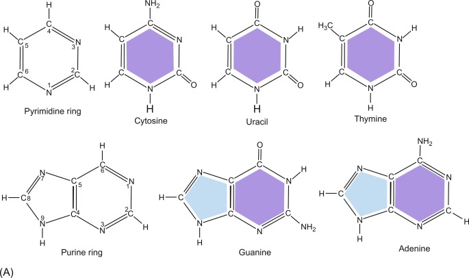 <p>A and G have double ring structures, while T and C have single ring structures</p>