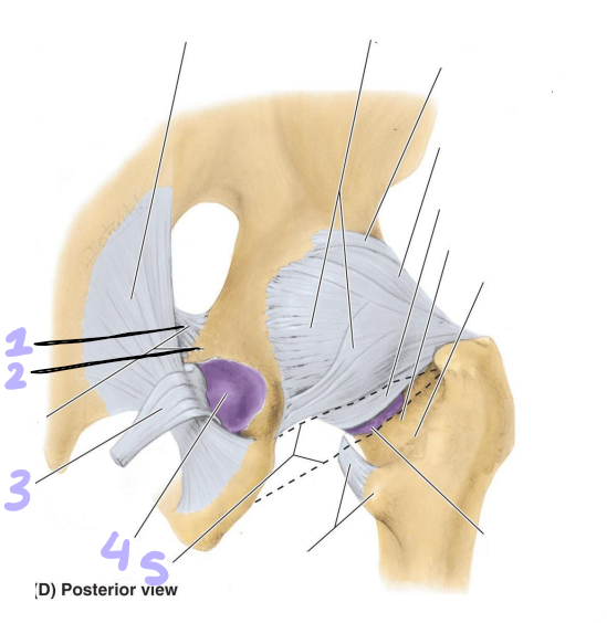 <p>identify structures 1-5</p>