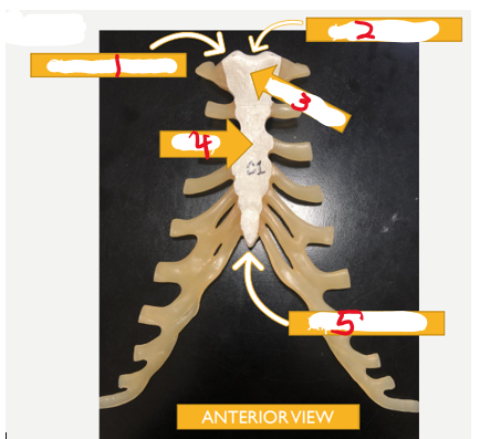 <p><span>Name the bone</span></p>