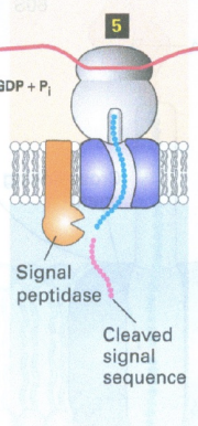 <p><span>the signal peptide is immediately cleaned off by the protein signal peptidase </span></p>